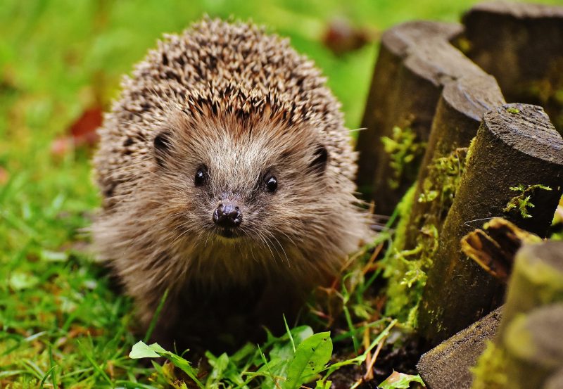 Deadline Announced for PTES UK Mammals Grants - ResearchConnect