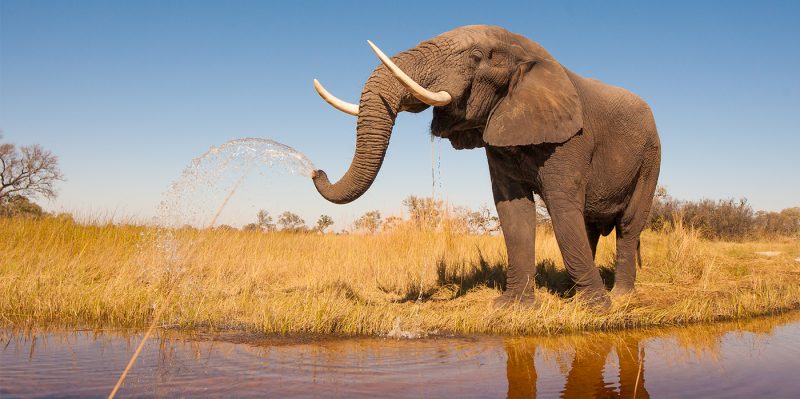 Applications Invited for International Elephant Foundation Research